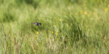 Stonechat, Saxicola torquatus, svarthakad buskskvätta, 29052014-GO5A1053 - kopia.jpg