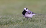 Pied Wagtail, Motacilla alba, sädesärla, 18062014-GO5A5274 - kopia.jpg