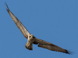 Osprey, Pandion haliaetus, fiskgjuse,22072014-GO5A1353 - kopia.jpg