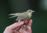Marsh Warbler, Acrocephalus plustris, kärrsångare, 10082014-GO5A5764 - kopia.jpg