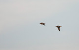 Knot, Calidris canutus, kustsnäppa, 07082014-GO5A4645 - kopia.jpg