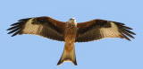 Red kite, Milvus milvus, rödglada, 15082014-GO5A7254 - kopia.jpg
