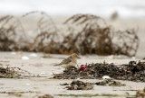 1y Buff-breasted Sandpiper, Tryngites subruficollis, prärielöpare, 22092014-GO5A1858 - kopia.jpg