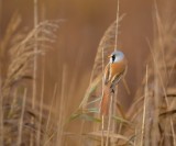 Bearded Tit, Panurus biarmicus, skäggmes, 11102014-GO5A3219 - kopia - kopia (1024x848).jpg