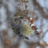 Two-barred Crossbill, Loxia leucoptera, bändelkorsnäbb, 27122014-GO5A5492 - kopia.jpg