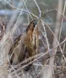 Bittern, Botaurus stellaris, rördrom, 07022015-GO5A8348 - kopia.jpg