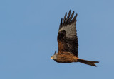 Red kite, Milvus milvus, rödglada,13032015-GO5A9195 - kopia.jpg