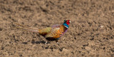 Pheasant, Phasianus colchicus, fasan 18042015-GO5A9826 - kopia.jpg