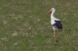 White Stork #1547, Ciconia ciconia, vit stork 18042015-GO5A9799 - kopia.jpg