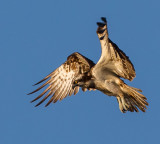 Osprey, Pandion haliaetus, fiskgjuse, 09082015-GO5A4843 - kopia.jpg