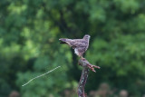 Common Buzzard, Buteo buteo, ormvråk, 20092015-GO5A5798 - kopia.jpg