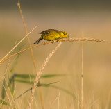 Yellowhammer, Emberiza citrinella, gulsparv, 03102015-GO5A6864 - kopia.jpg