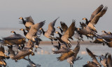 Barnacle Goose, Branta leucopsis, vitkindad gås 27102015-GO5A7302 - kopia.jpg