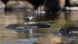 Dipper, Cinclus cinclus, strömstare 05052016-GO5A2270 - kopia.jpg