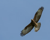 Honey Buzzard, Pernis apivorus, bivråk -GO5A3127 - kopia.jpg