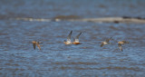 Bar-tailed Godwit, Limosa lapponica, myrspov, 2.jpg
