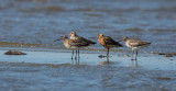 Bar-tailed Godwit, Limosa lapponica, myrspov, 2.jpg