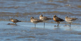 Sleeping Bar-tailed Godwit, Limosa lapponica, myrspov, 2.jpg