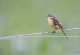 Yellow Wagtail, Motacilla flava, gulärla  2.jpg