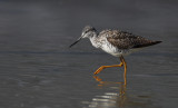 Greater Yellowlegs