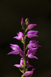 orchids