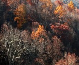 Late Autumn Forest