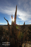 Ancient Bristlecone Pine Forest