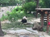  Panda at Beijing Zoo.Just one of many!