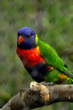 San Diego Zoo