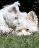 IMG_9745.JPG