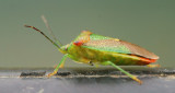 Large Marsh Grasshopper