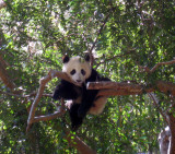 Panda youngster at zoo