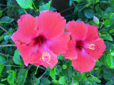 Hibiscus at the zoo