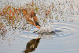 Wheeler National Wildlife Refuge - 11/24/2015