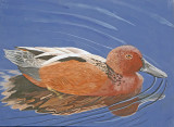 Wheeler National Wildlife Refuge - 03/29/2016 - Junior Duck Stamp Contest