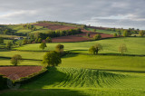 Rural scene in evening light