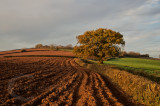 Furrows in the field