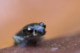 Baby frog from the garden