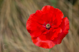 Poppy in the garden