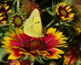 A clouded yellow
