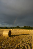 Bales at Broadclyst