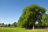 Tree line avenue at Hele - Bradninch