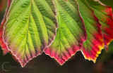 Hammelis leaves