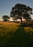 Mid Devon farmland