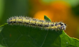 Caterpillar on Nasturtium leaves