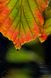 Hamamelis leaves and Cobweb