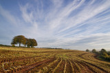 Fields near Bradninch - Devon