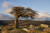 Wind sculpted tree on Dartmoor