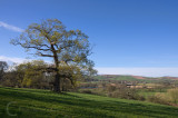 Train passing Killerton Woods, Devon UK