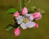 Apple blossom